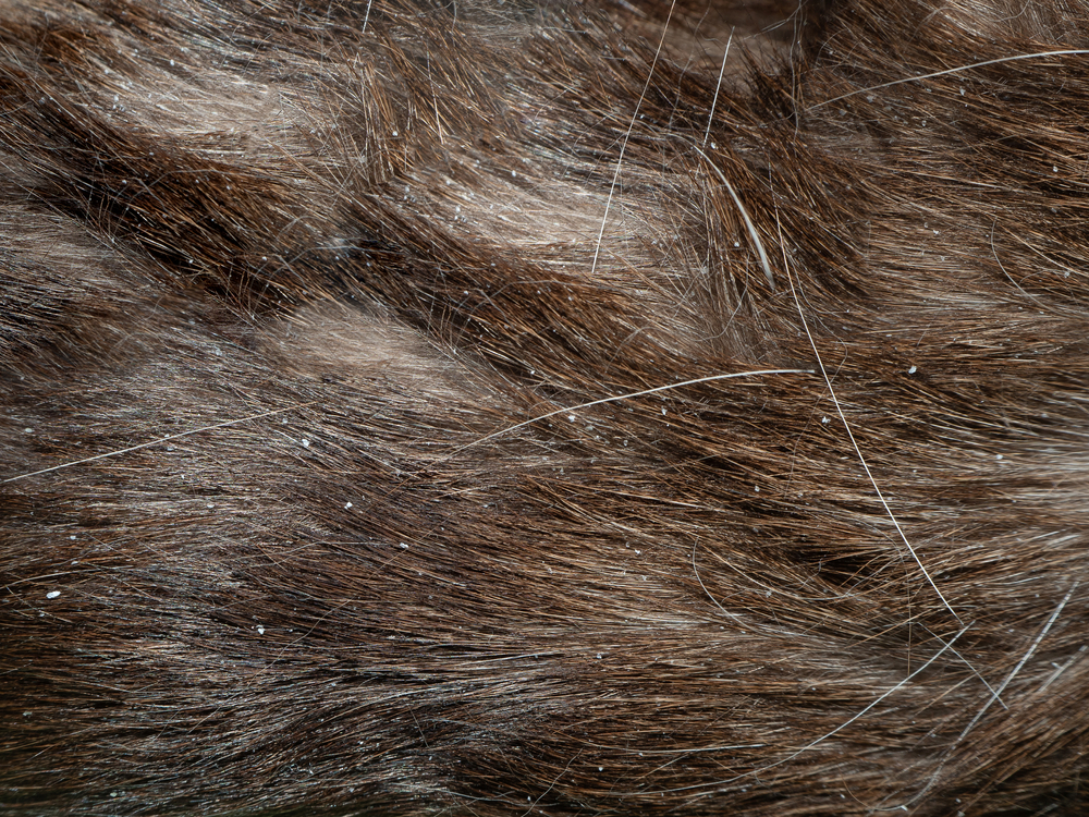 Cat Dandruff: Vet-Verified Signs, Causes & Care
