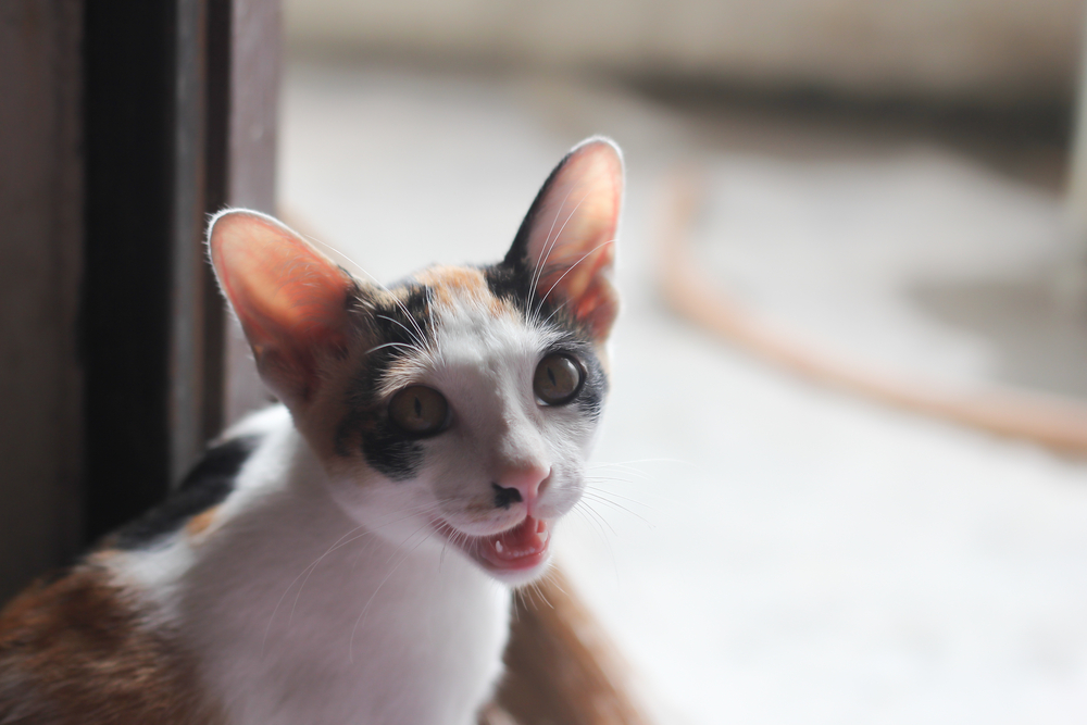 Kittens Meowing: When, How, & Why Baby Cat’s Meow (Vet-Approved)