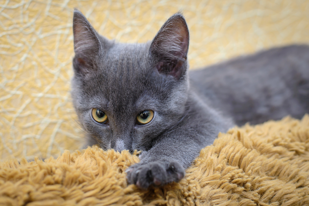 grey kitten suckling on a blanket