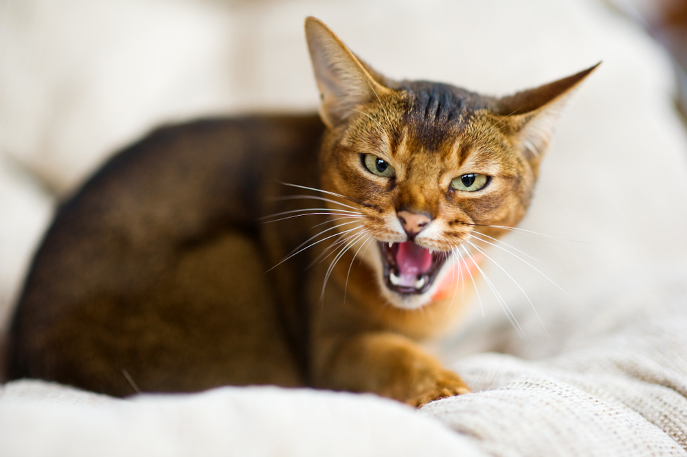 An Abyssinian cat hisses at the camera, exposing and showing fangs