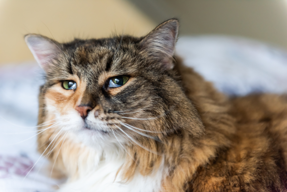 How Long Do Cats Mourn the Loss of Another Cat? Feline Grieving Explained (Vet-Verified Info)