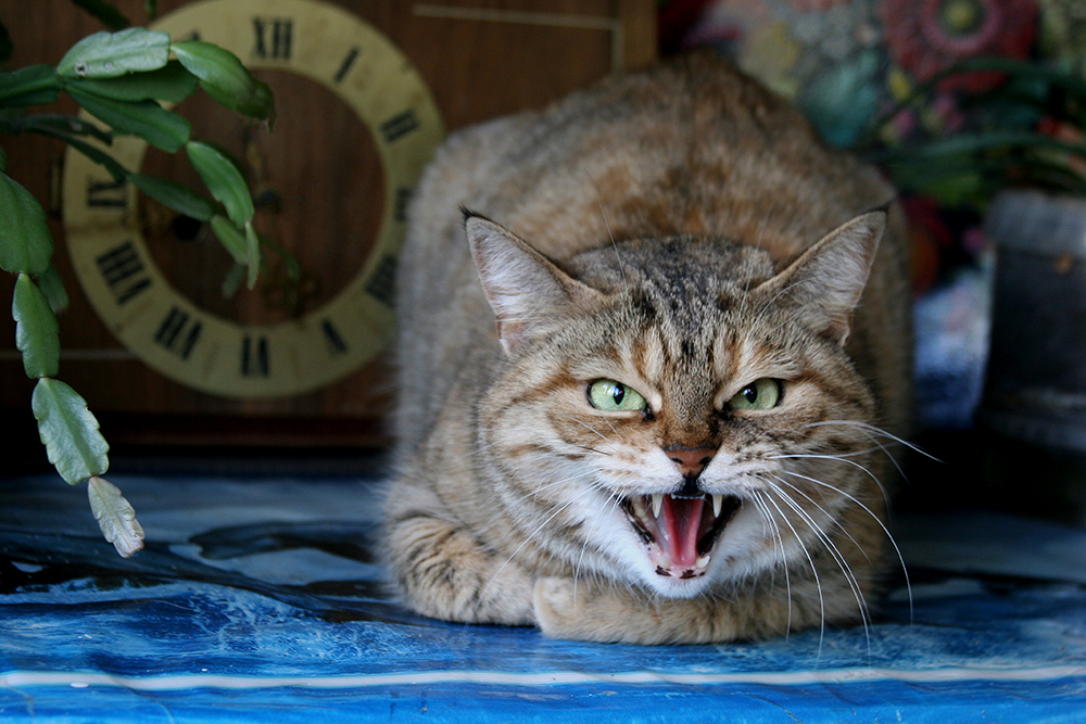 Play Aggression in Cats: Vet-Approved Signs, Causes & Solution
