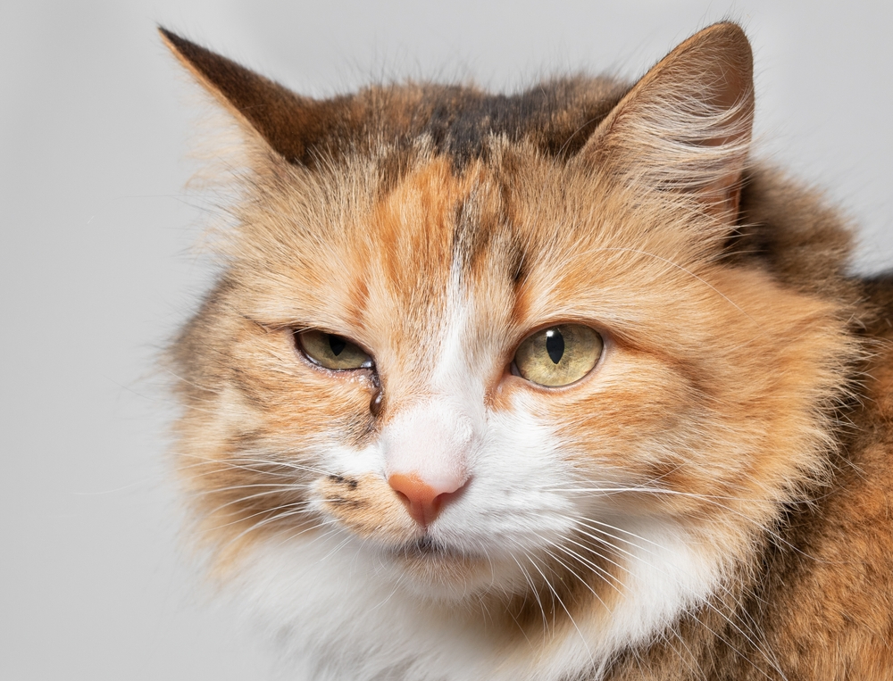 Why Is My Cat Squinting One Eye? (Vet Answer)