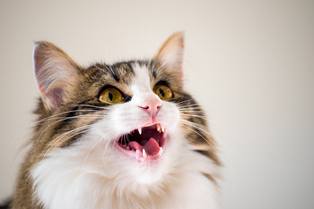 8 Types of Cat Meows and What They Mean (With Videos)