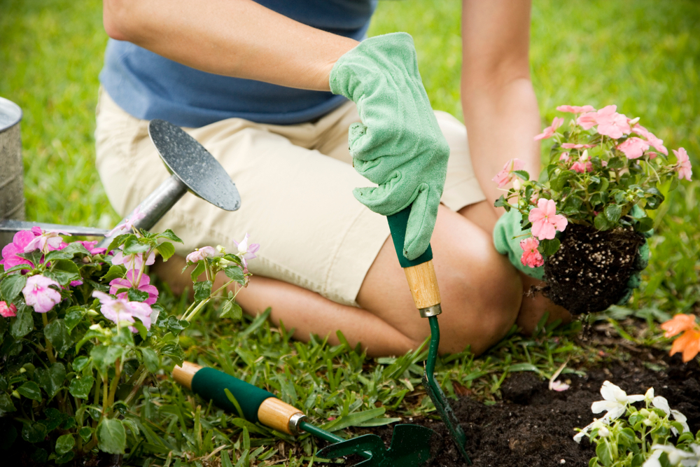 How to Create a Cat-Friendly Garden: 6 Vet Approved Tips & Advice