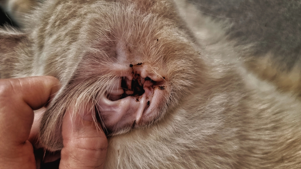 Ear Cancer in Cats: Causes, Signs & Care (Vet Answer)