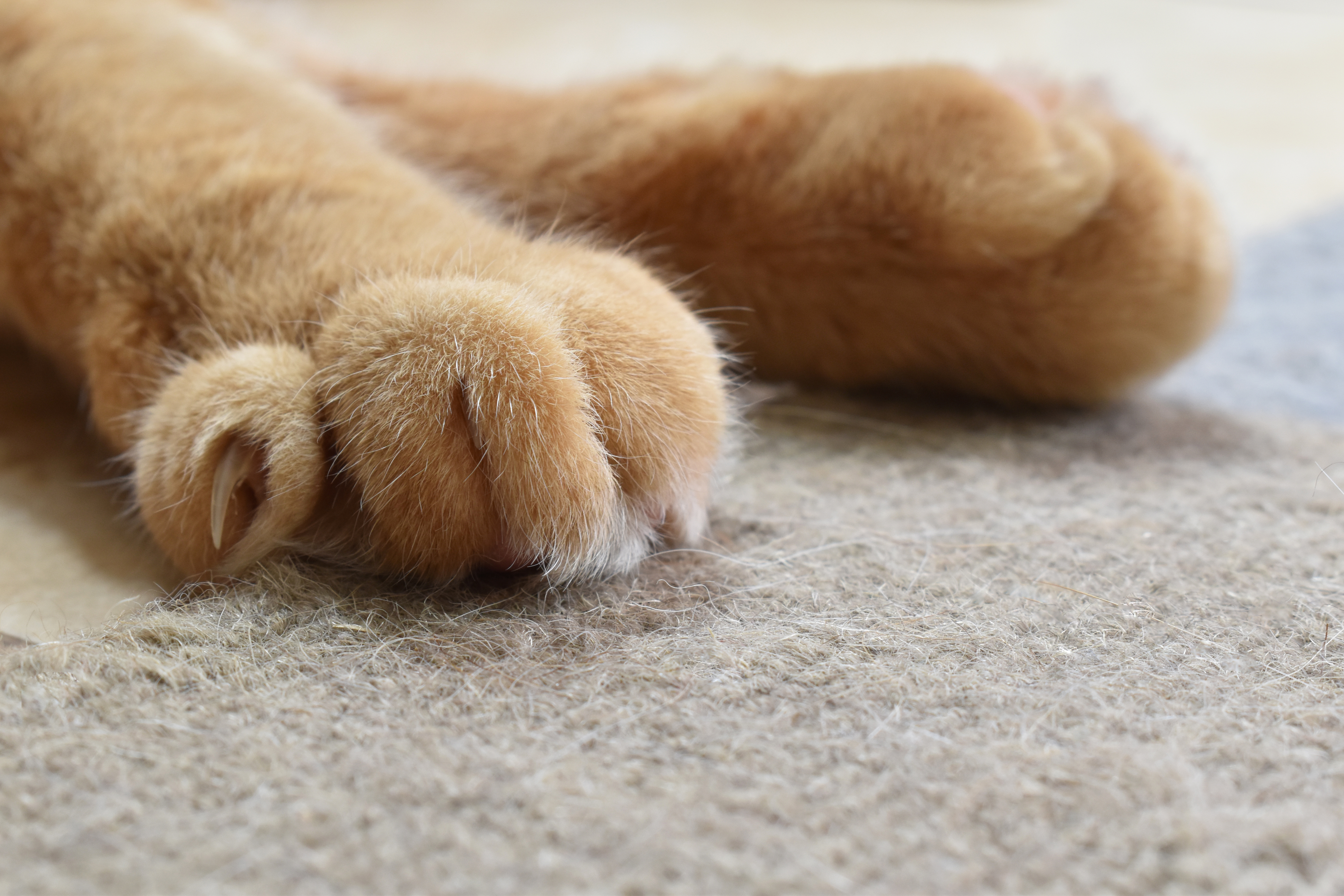 How to Stop a Cat From Scratching Carpet: 6 Vet-Verified Tips & Solutions