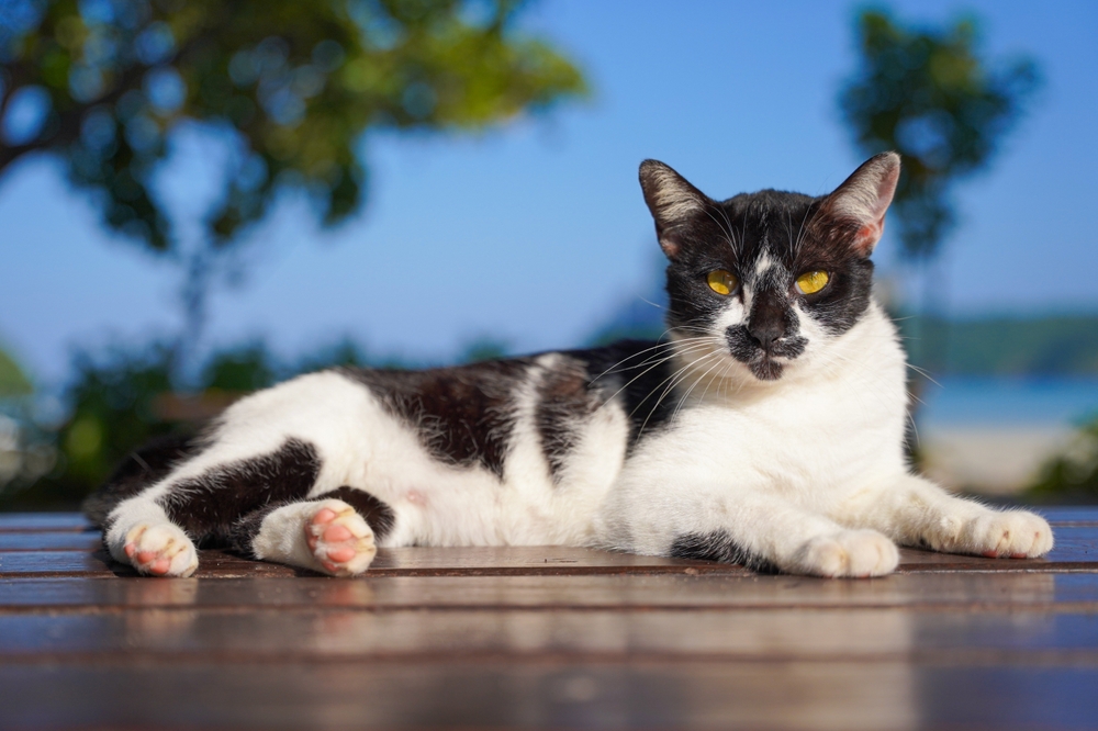 Harlequin Cat: Info, Pictures, Rarity & History