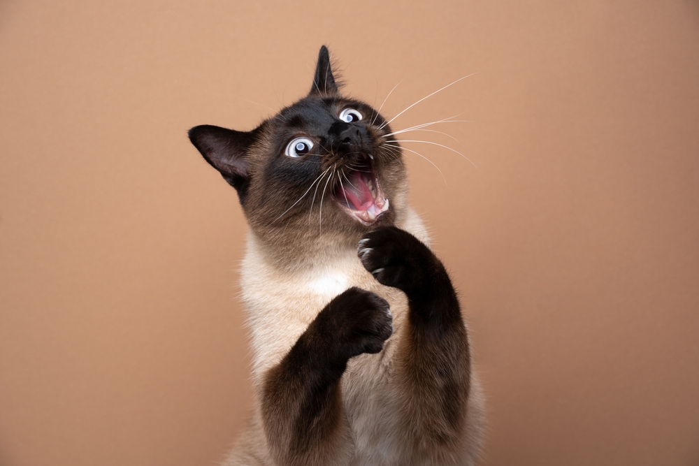 Siamese point cat with funny expression