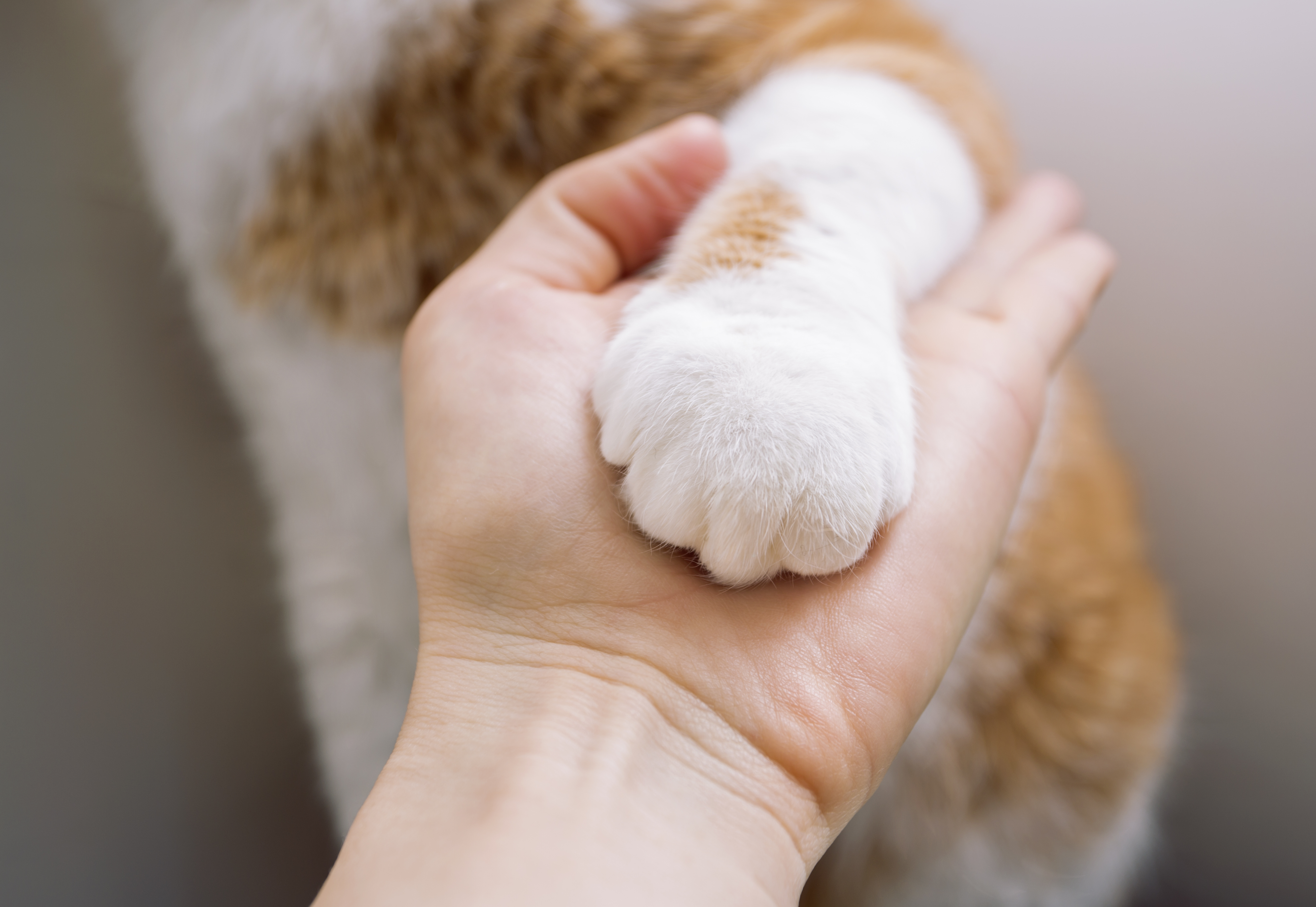 Declawing Cats: Our Vet Explains the Truth, History & Alternatives