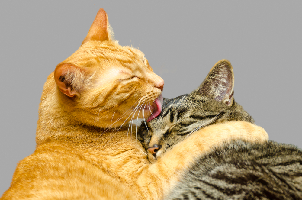 Why Do Cats Groom Each Other? Vet-Reviewed Licking Behaviors & Reasons