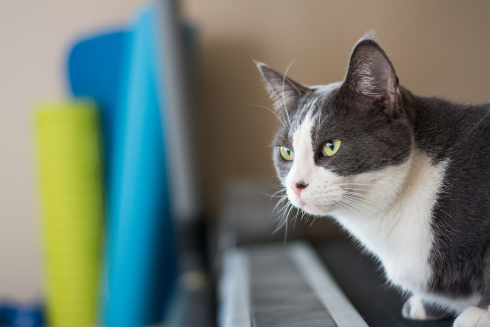 How to Get Your Cat to Exercise With You: 12 Vet Approved Workout Ideas