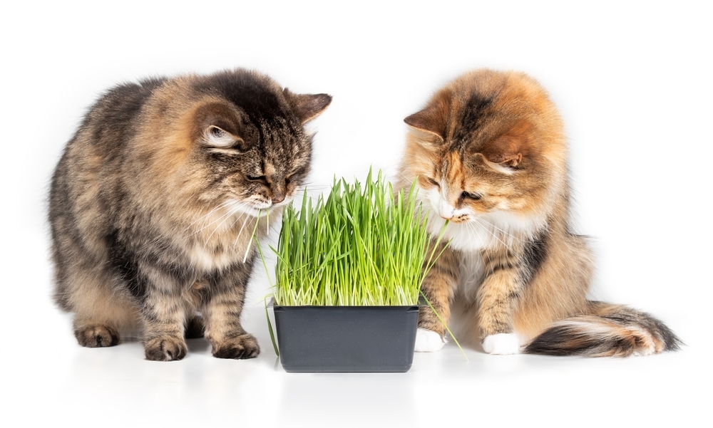 Is Cat Grass Good for Cats? Vet Approved Facts & Care Tips