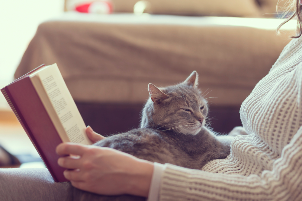 What Is a Jellicle Cat? History & Explanation