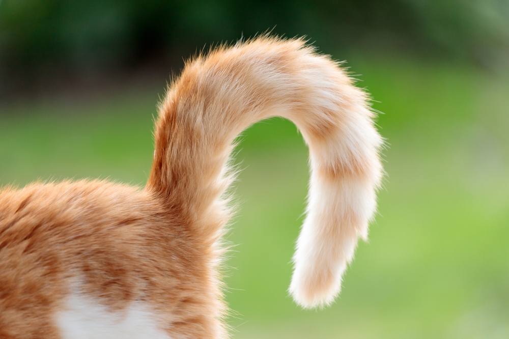 Ever Wonder Why Your Cat’s Tail Is So Long? Here’s Why
