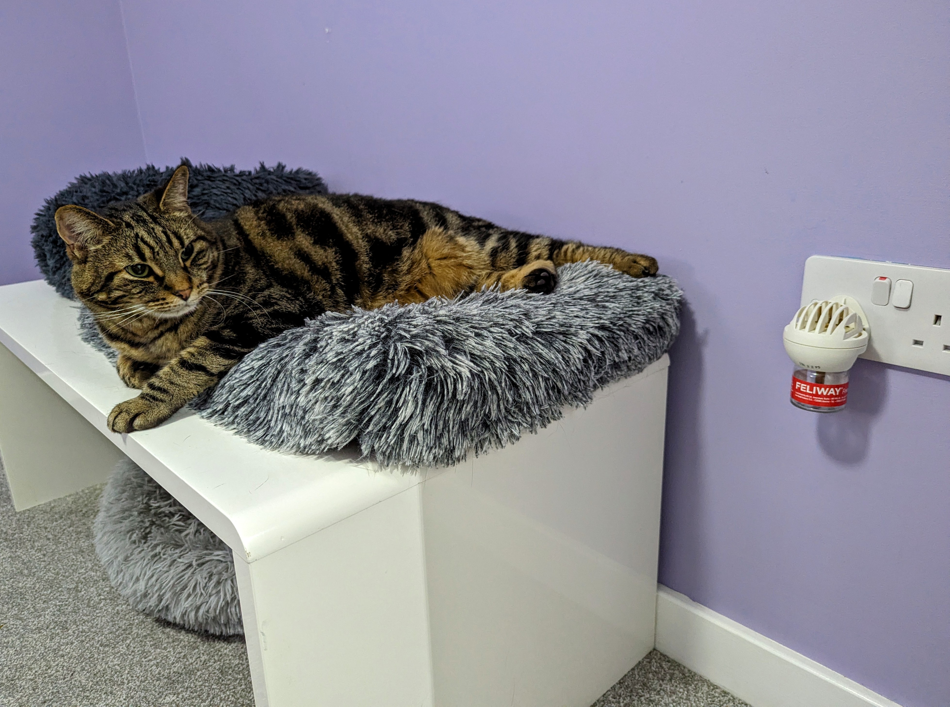 Pheromone Diffuser for Cats: Vet-Reviewed Pros, Cons & FAQ