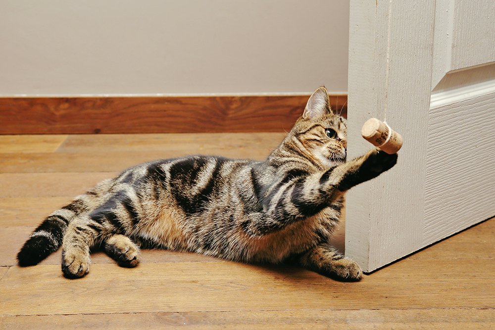 7 DIY Cork Cat Toys You Can Make Today: Great Vet-Approved Options