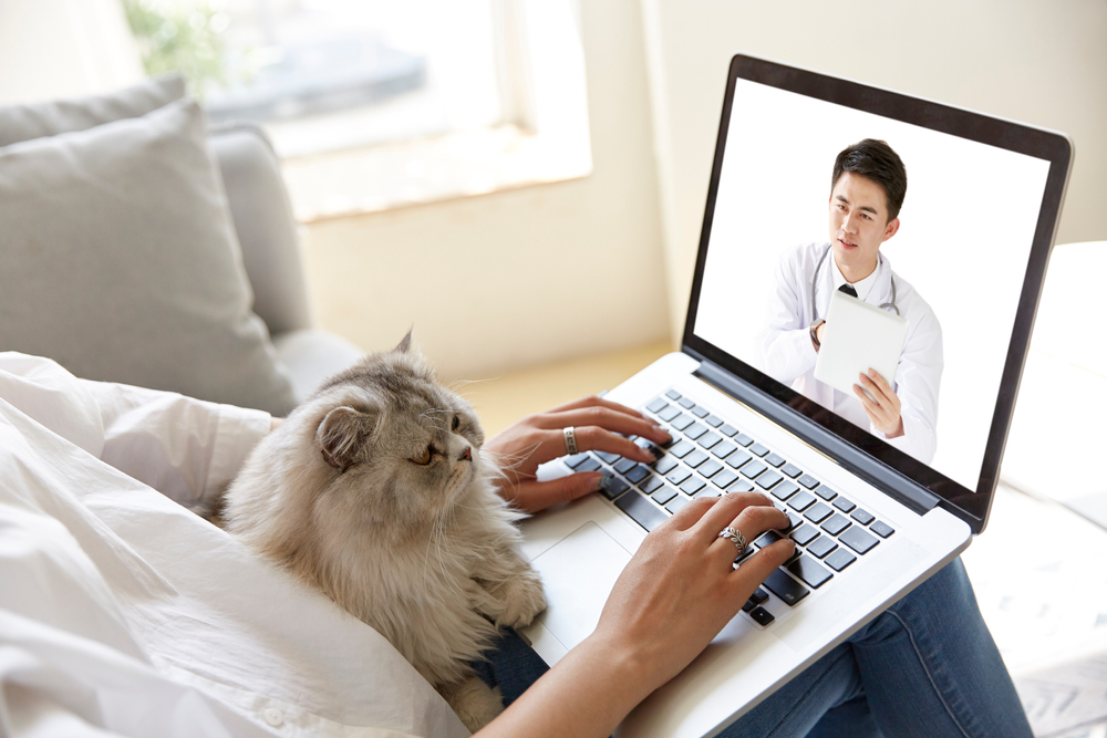 What States Allow Online Vet Prescriptions? (2026 Guide)