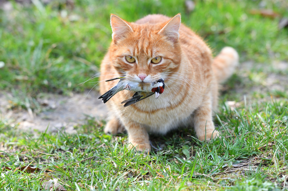 What Is the Impact of Cats on Local Wildlife? Statistics & Protection Tips