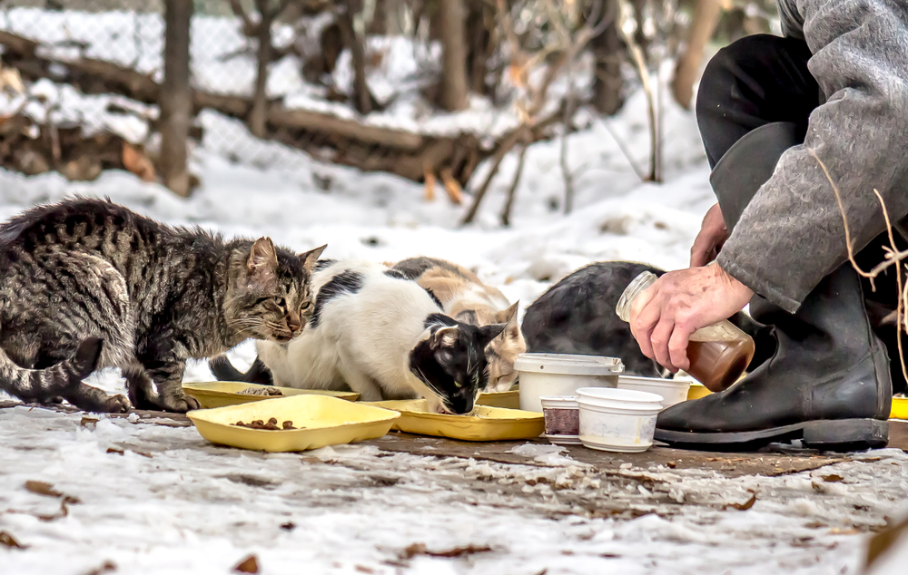 National Feral Cat Day 2026: How & When Is It Celebrated?