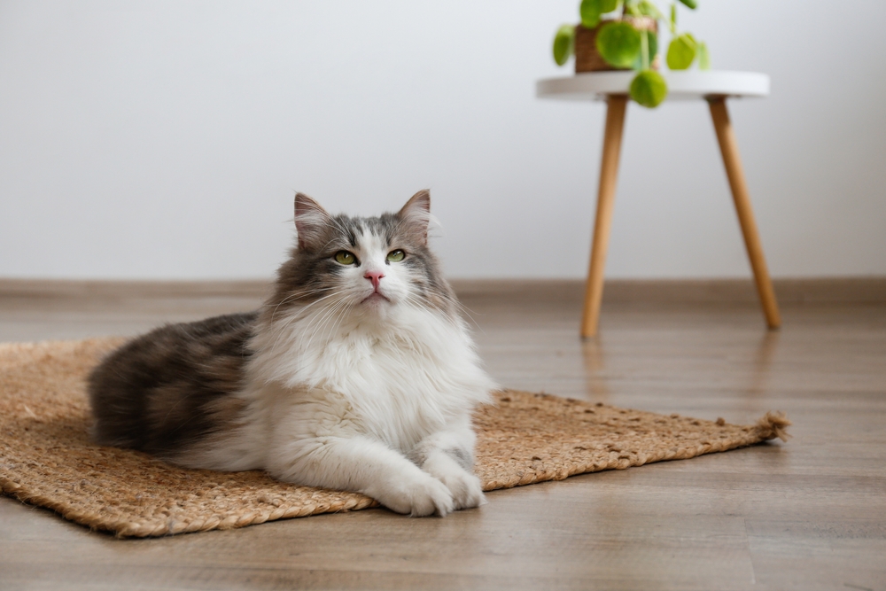 13 Quiet Cat Breeds That Don’t Meow a Lot (With Info & Pictures)