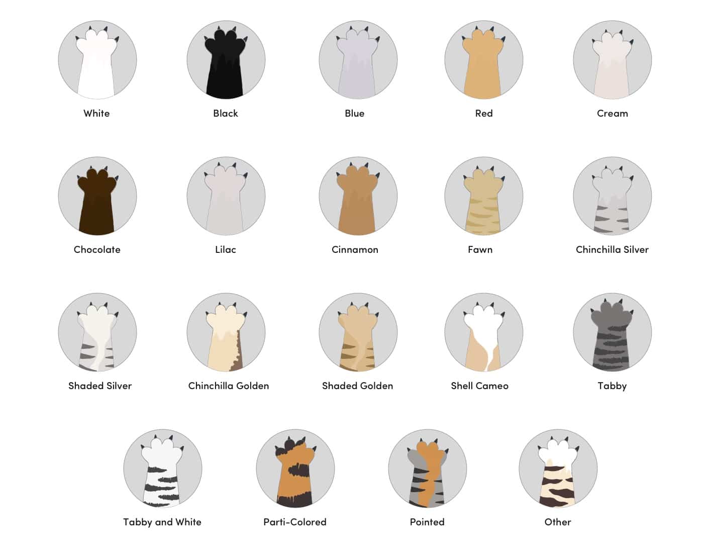 19 Scottish Fold Cat Colors & Patterns