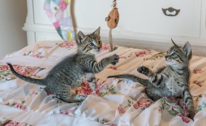 Why Is My Kitten So Hyper? 8 Vet-Reviewed Reasons for This Behavior