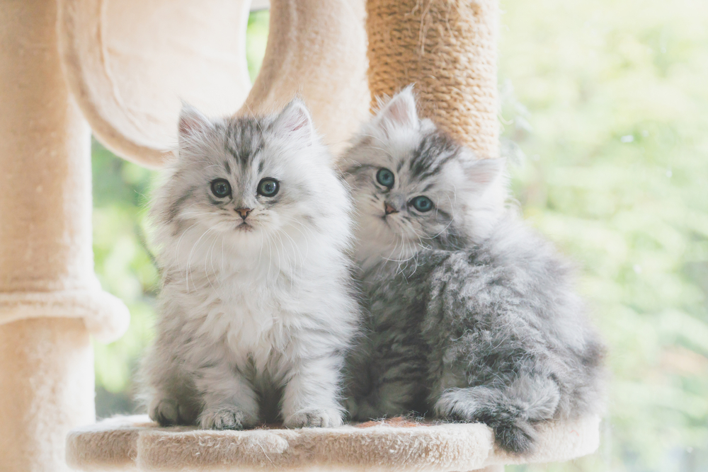 Persian Kittens for Sale in Washington: Breeders List 2026