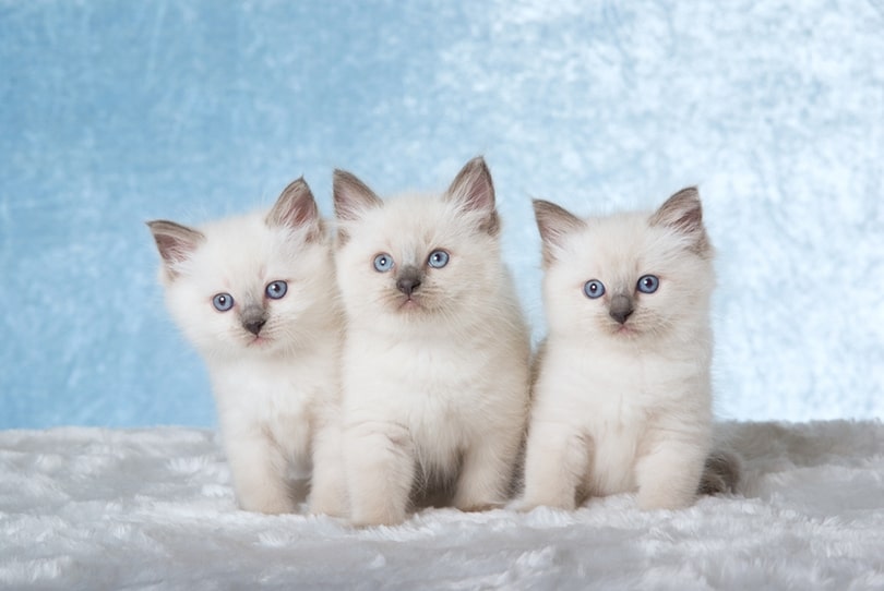 Ragdoll Kittens For Sale in Alabama: Breeders List 2026