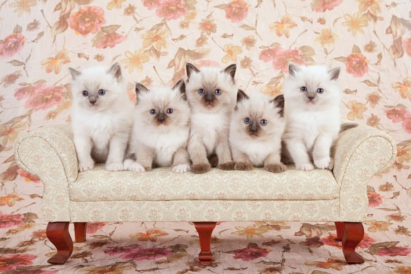 Ragdoll Kittens for Sale in Arkansas: 2026 Breeder List
