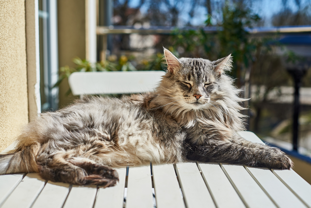 How to Get Rid of Cat Urine Smell Outside: 5 Simple Options