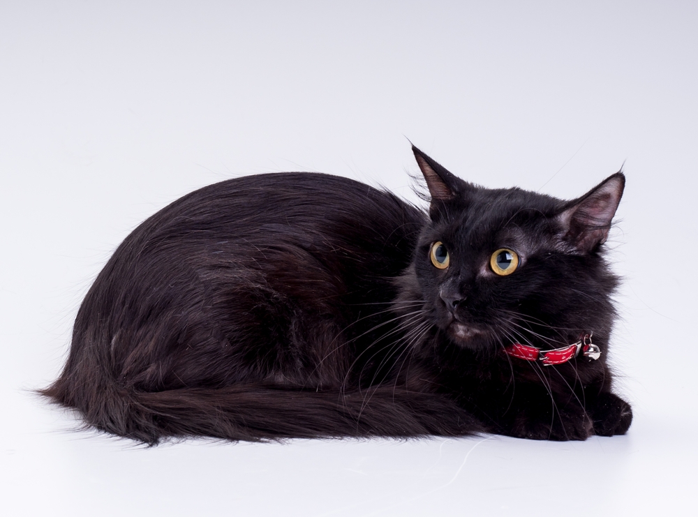 Black Munchkin Cat: Info, Pictures, Facts & History