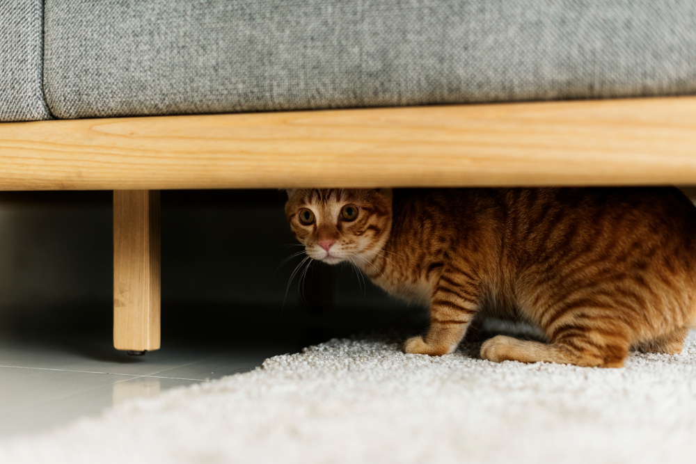 Why Is My Cat Hiding Suddenly: 12 Vet-Reviewed Reasons — Catster