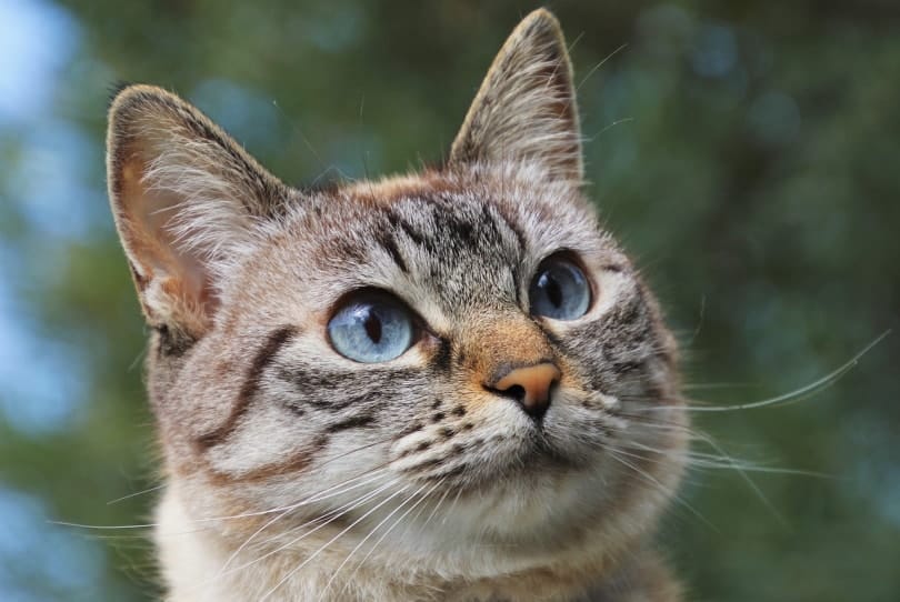 How To Read a Cat's Body Language: 5 Vet-Reviewed Moods & Signals
