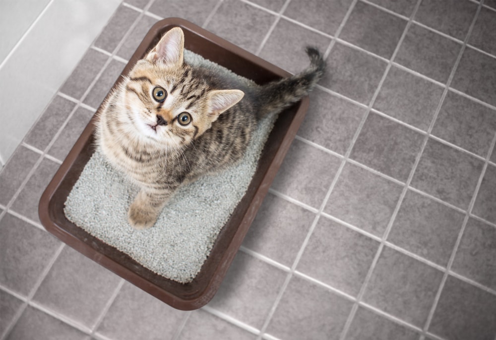 7 Best Arm and Hammer Cat Litter (2026) - Reviews & Top Picks