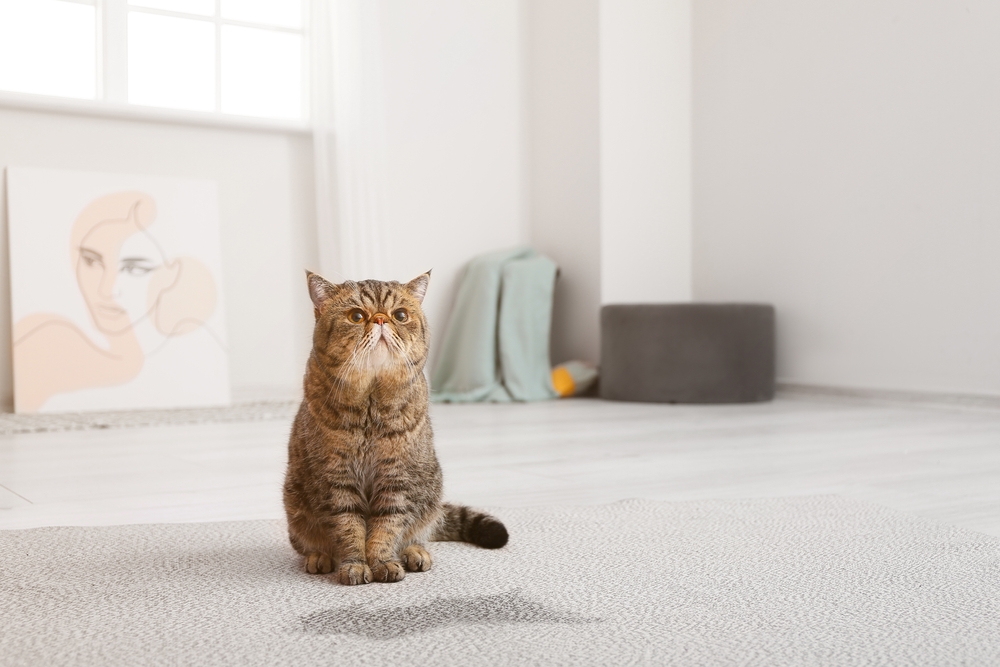 How to Get Cat Pee Smells & Stains Out of Carpets: Easy Steps