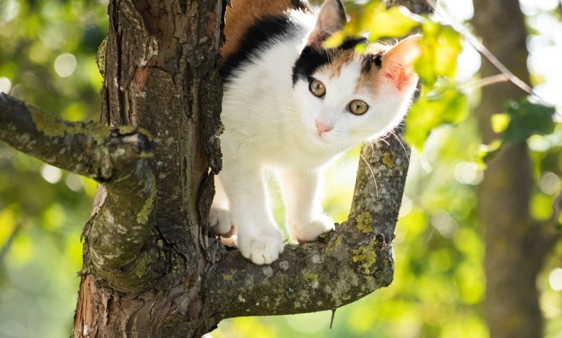 Will a Cat Eventually Come Down From a Tree? Vet-Approved Tips to Help Them