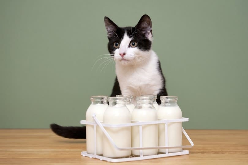 Are Cats Lactose Intolerant? Vet-Reviewed Facts & FAQ