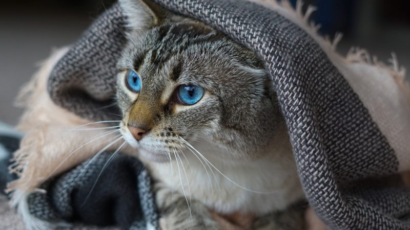 A close up of a cute Lynx-Point tabby Siamese cat with blue eyes under a blanket