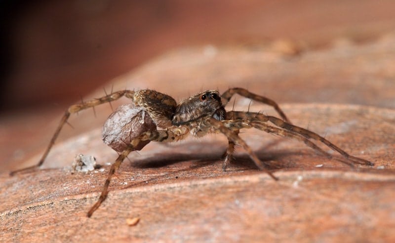 How Poisonous Are Wolf Spiders to Cats? Vet-Reviewed Safety Facts
