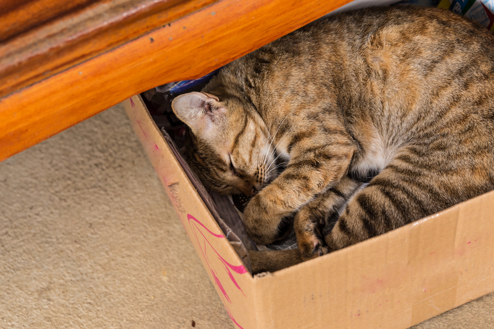 7 Reasons Your Cat Is Suddenly Napping Somewhere New & When to Call the Vet