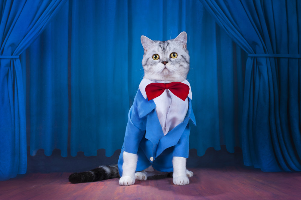 Famous Cats: The Most Recognized Felines on Earth (With Info & Pictures)