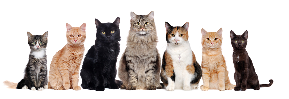 8 Common Cat Colorings That Prove Every Feline is a Work of Art