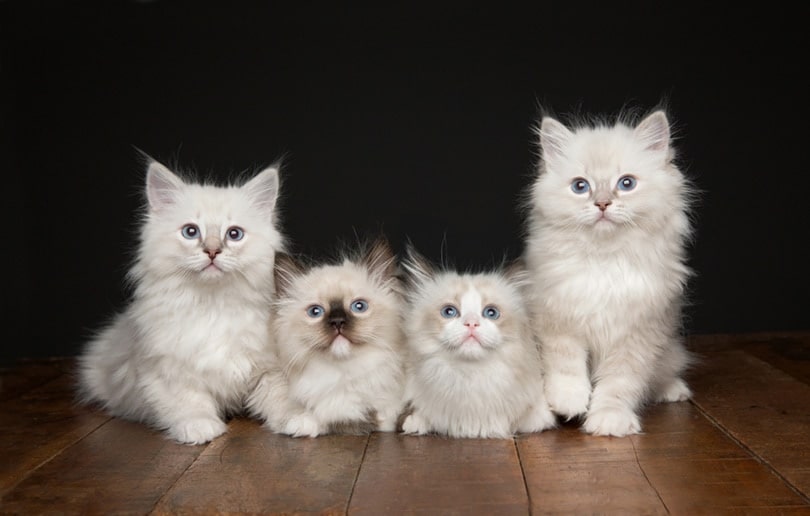 Ragdoll Kittens for Sale in Louisiana: Breeders List 2026