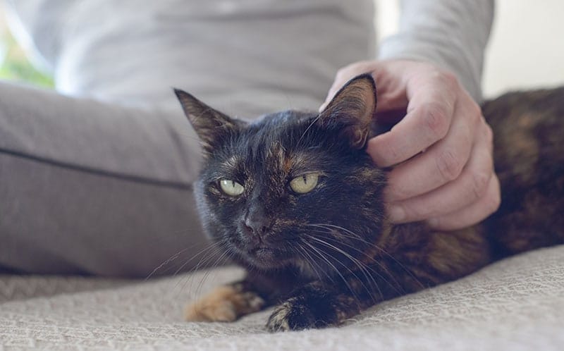 10 Surprising Facts About Cat Ears: Vet-Approved Guide