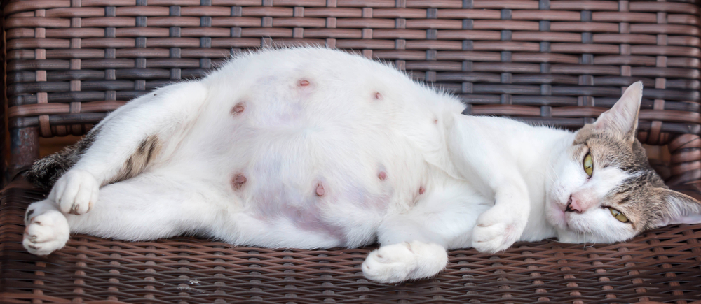 How Do Cats Give Birth? (Vet Approved Pregnancy & Labor Facts)