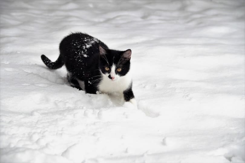 Do Cats Like Snow? Vet-Verified Facts & Safety Tips