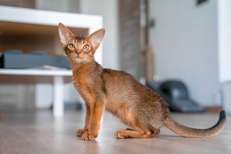 Abyssinian cat at home with her owner at home