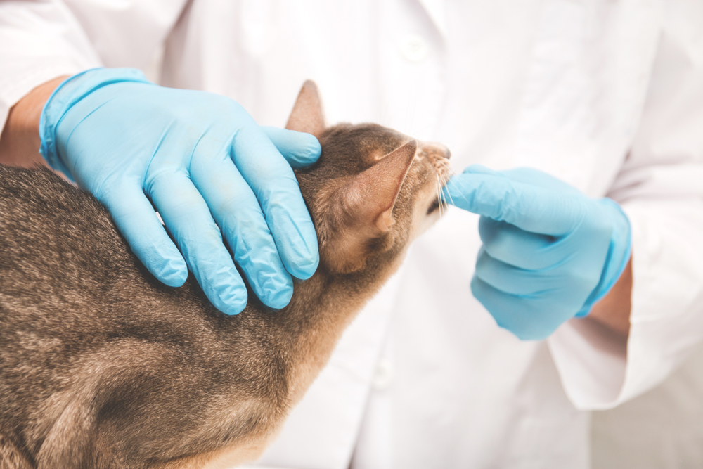 Abyssinian cat at the reception at the vet, veterinarian in background selective focus