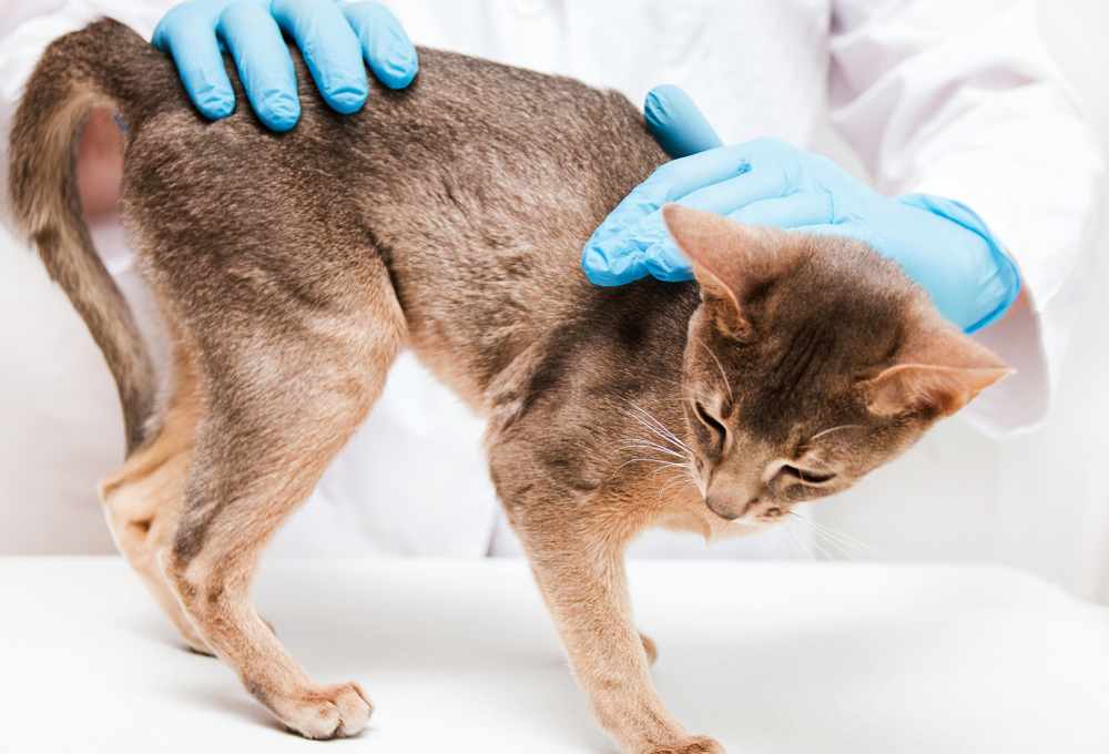 Cat Brain Tumors (Vet Answer): Signs, Diagnosis & When to Euthanize